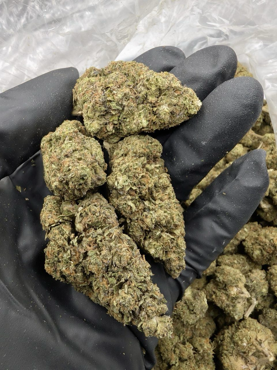 Poison Pop Rocks strain
